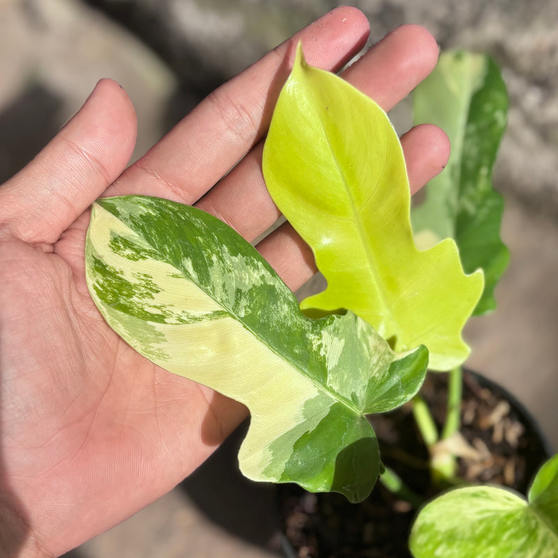 Philodendron florida beauty x radiatum