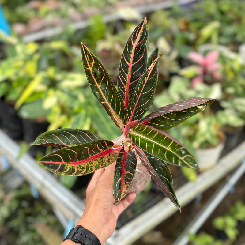 Aglaonema red sumatera