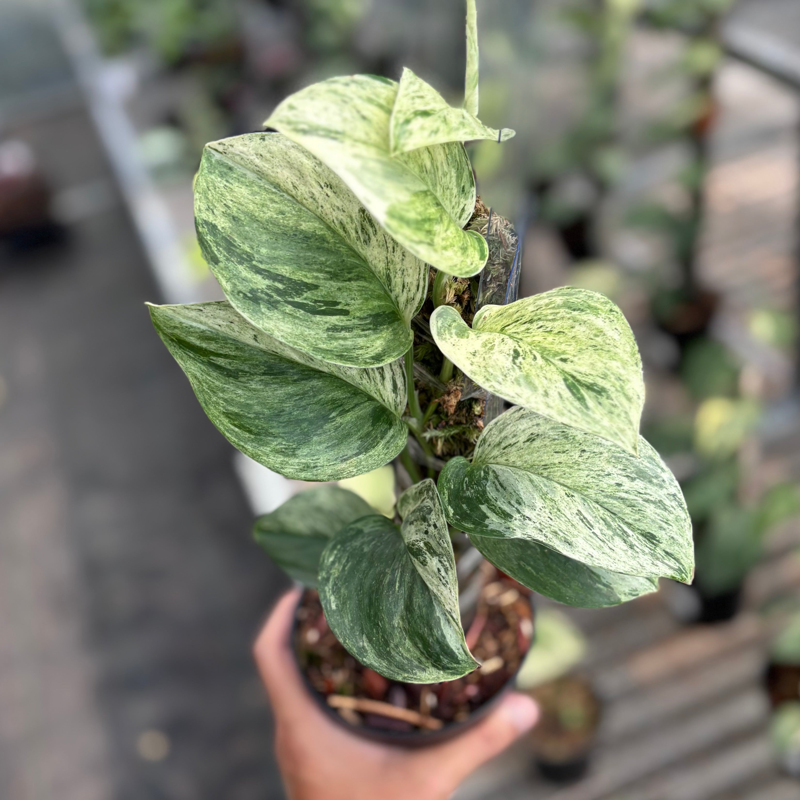 Scindapsus treubii moonlight marble variegated - vining