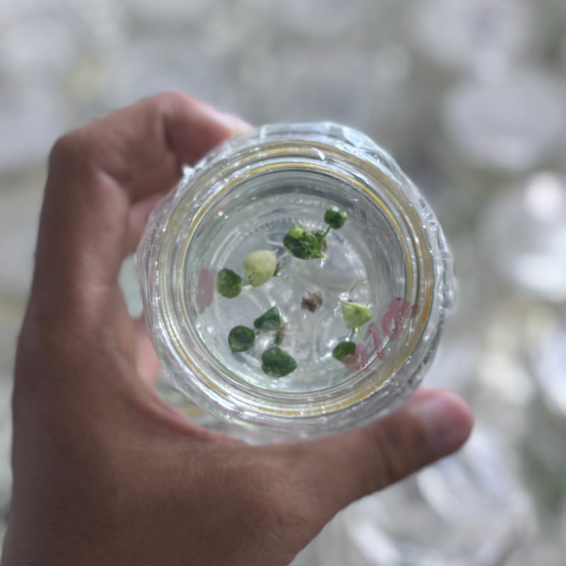 Alocasia sinulata variegated - Tissue culture