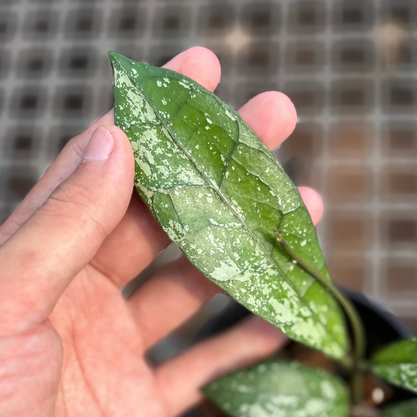 Hoya clemensiorum splash
