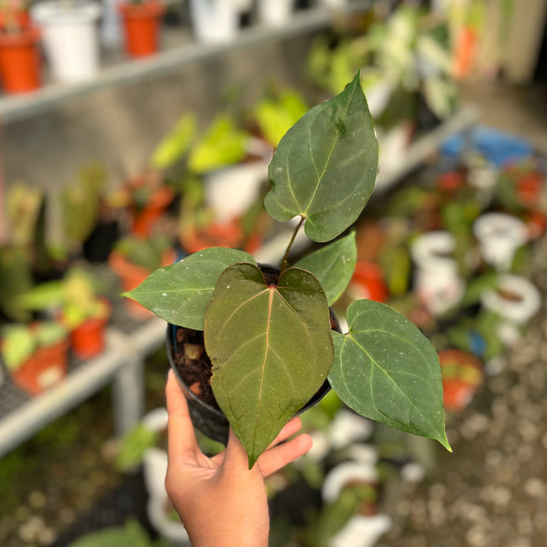 Anthurium blue hamizan