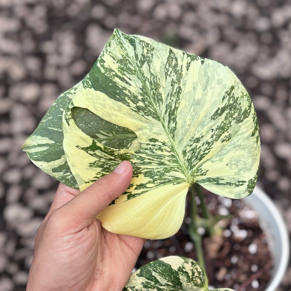 Monstera creme brulee - high variegation