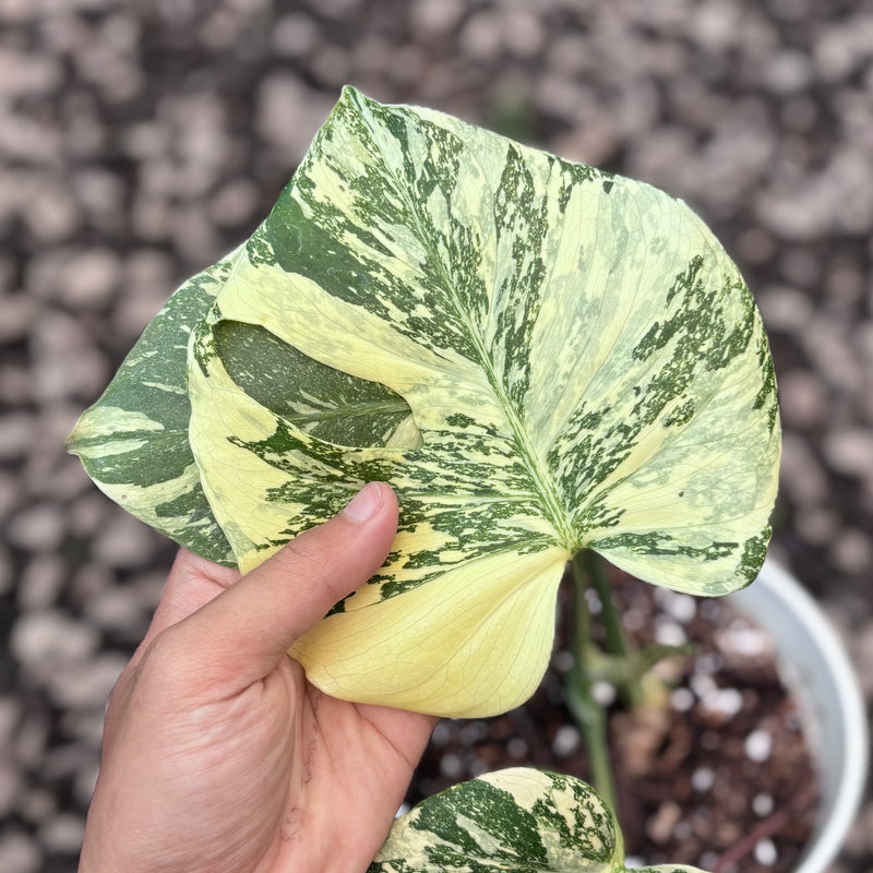 Monstera creme brulee - high variegation