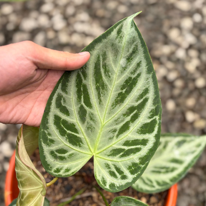 Anthurium silver butterfly - Mature size