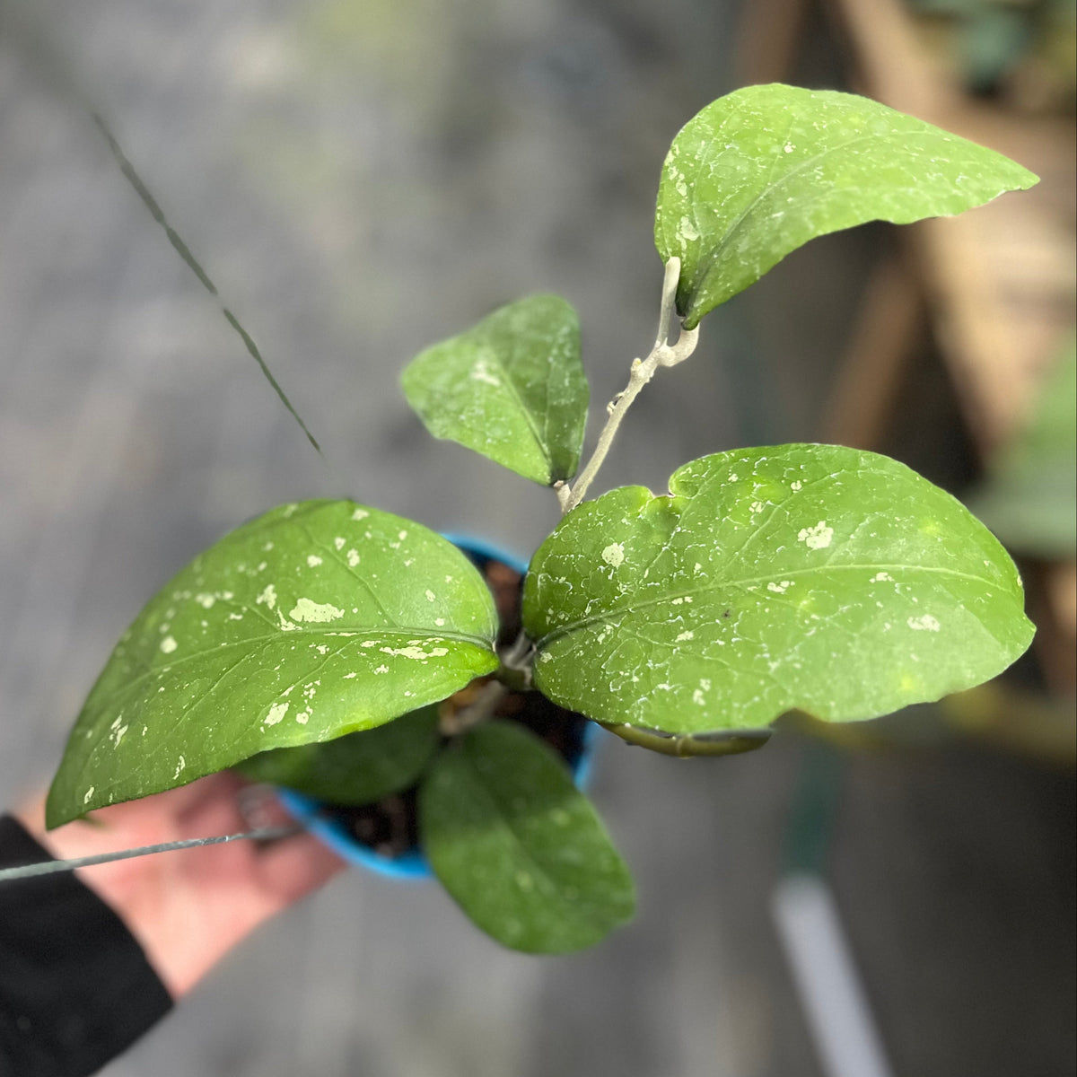 Hoya sp aceh diablo