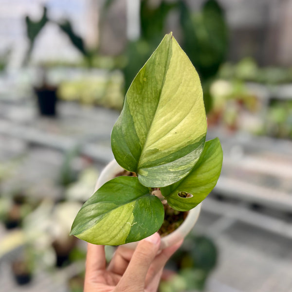 Rhaphidophora pertusa variegated