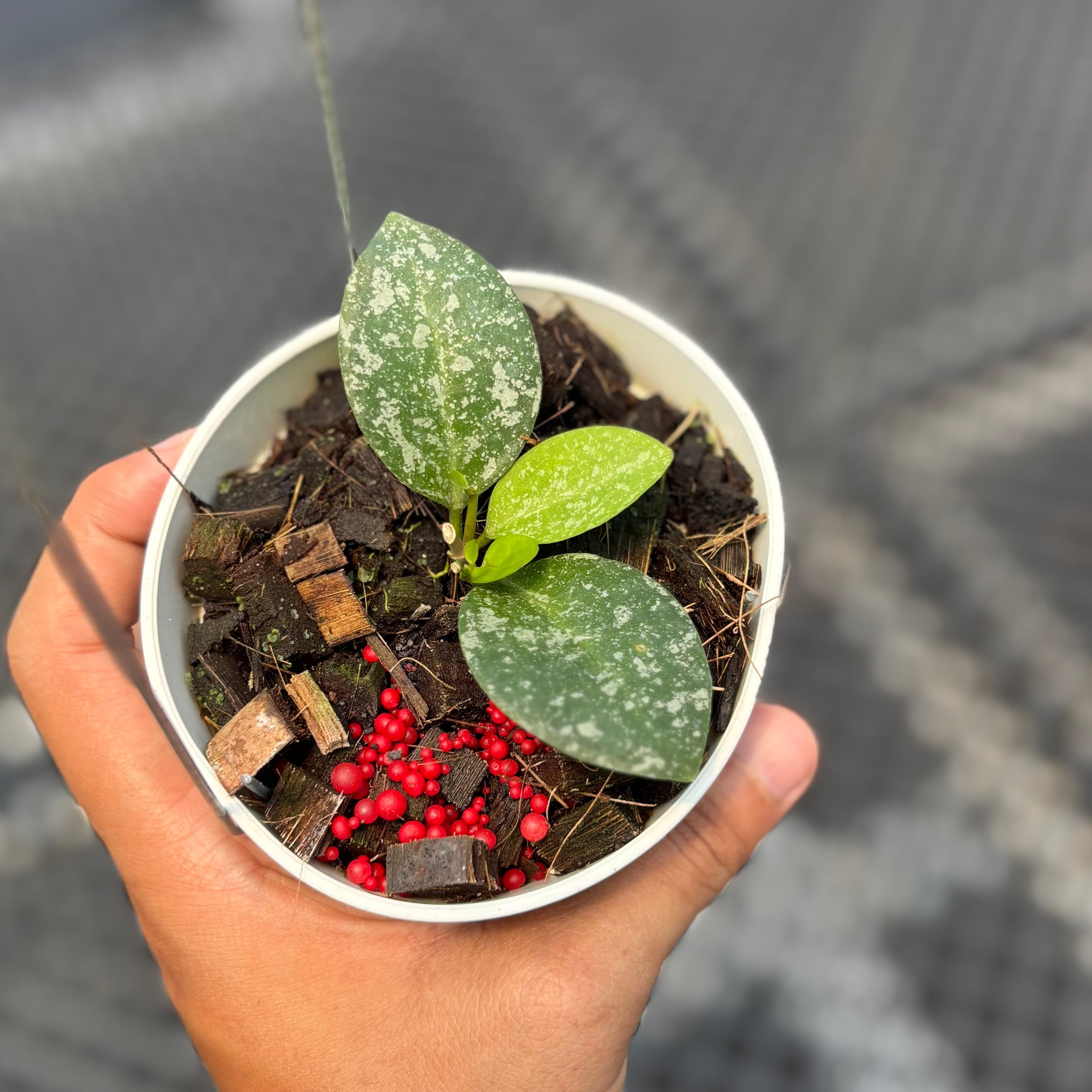 Hoya elliptica x imbricata