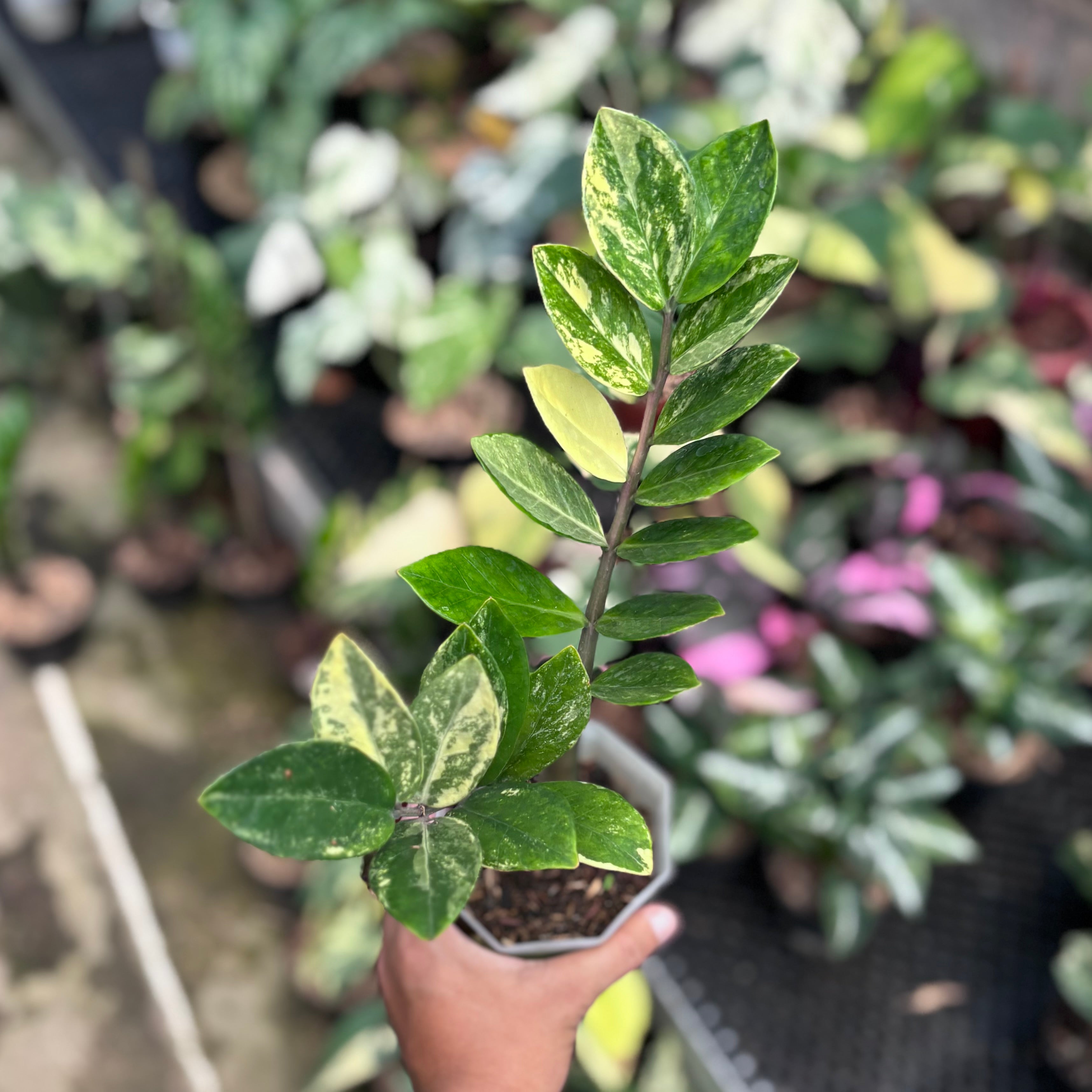 Zamioculcas zamiifolia variegated - ZZ plant