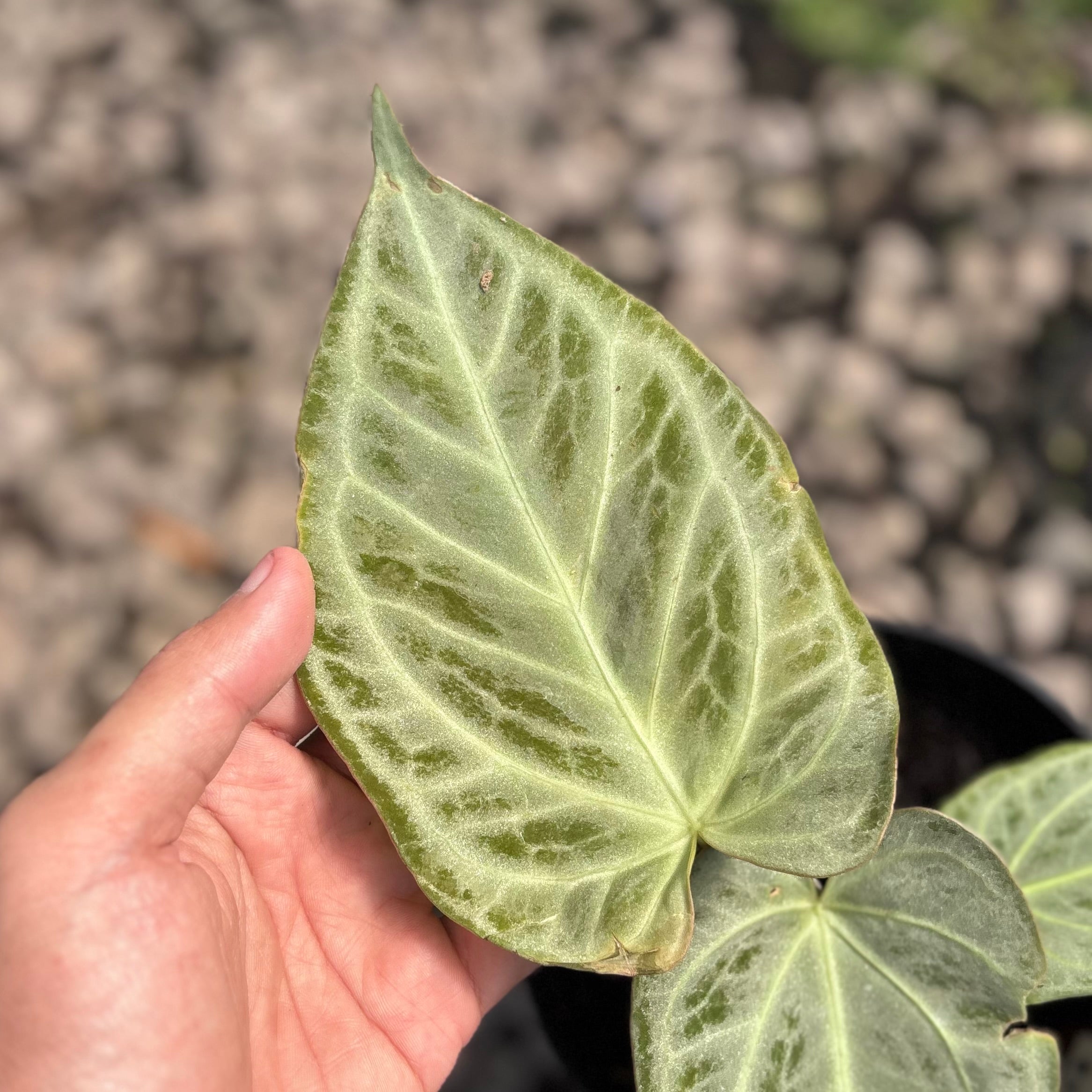 Anthurium silver chrome - full silver