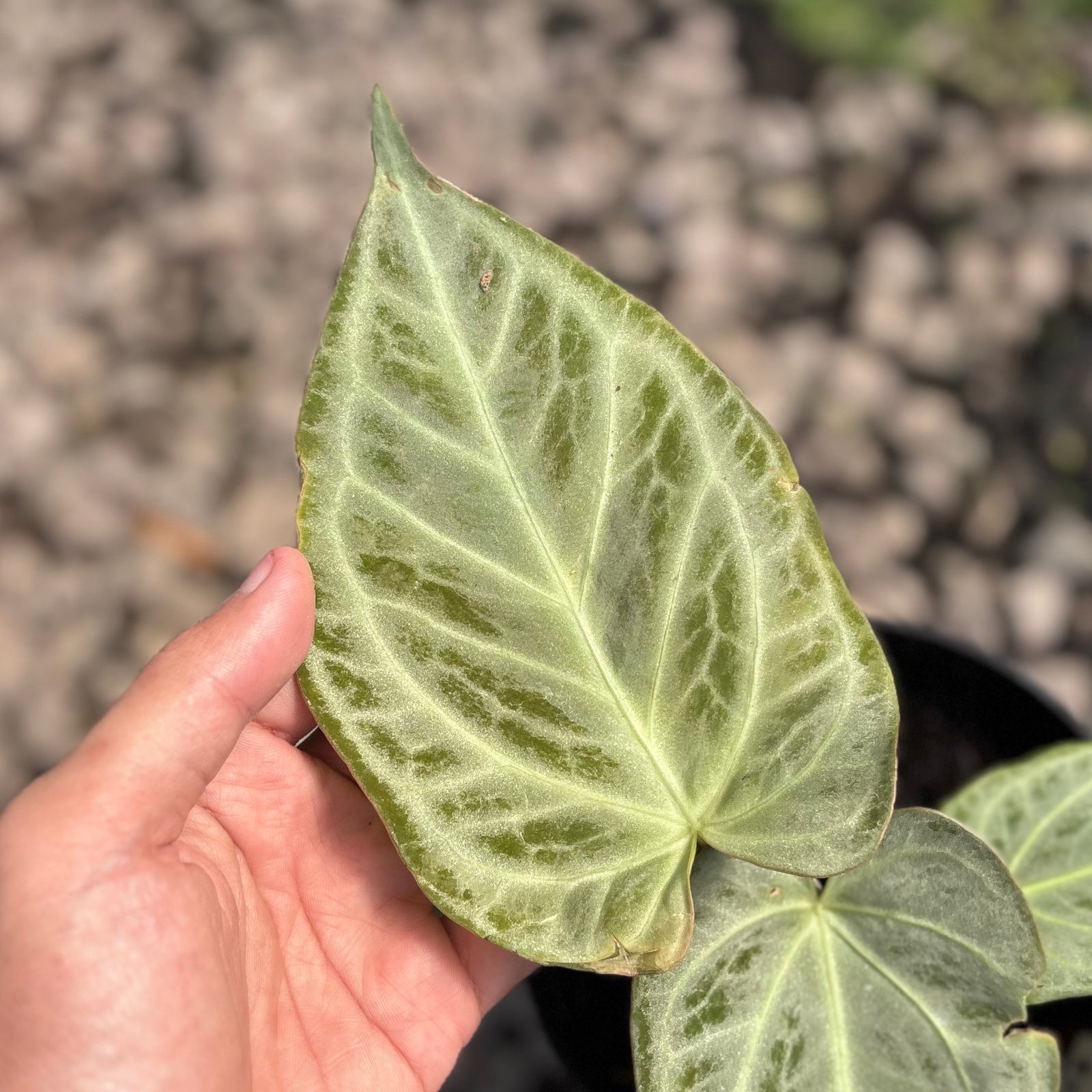 5D7603A2-7C24-490E-8069-