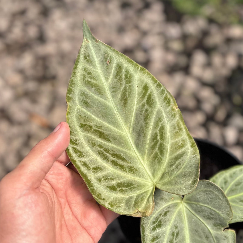 Anthurium silver chrome - full silver