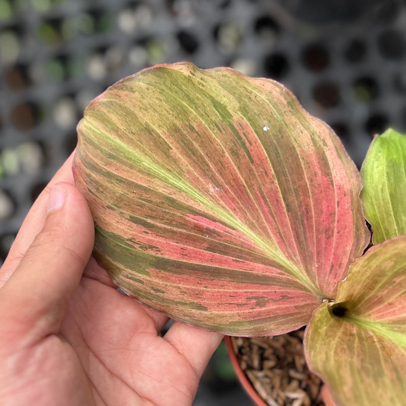 Kaempferia pulchra variegated
