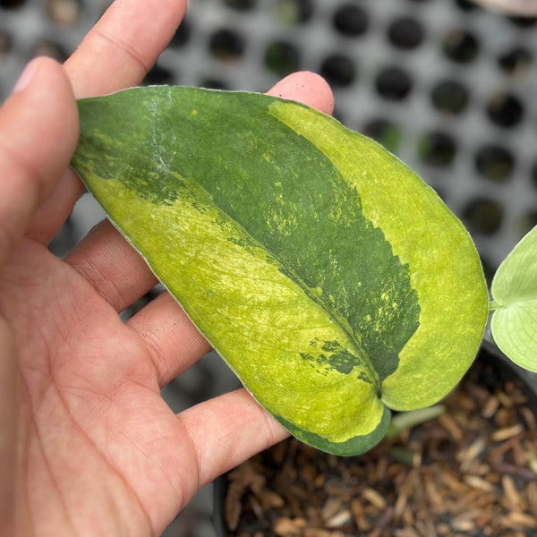 Scindapsus jadesatin Noid Variegated