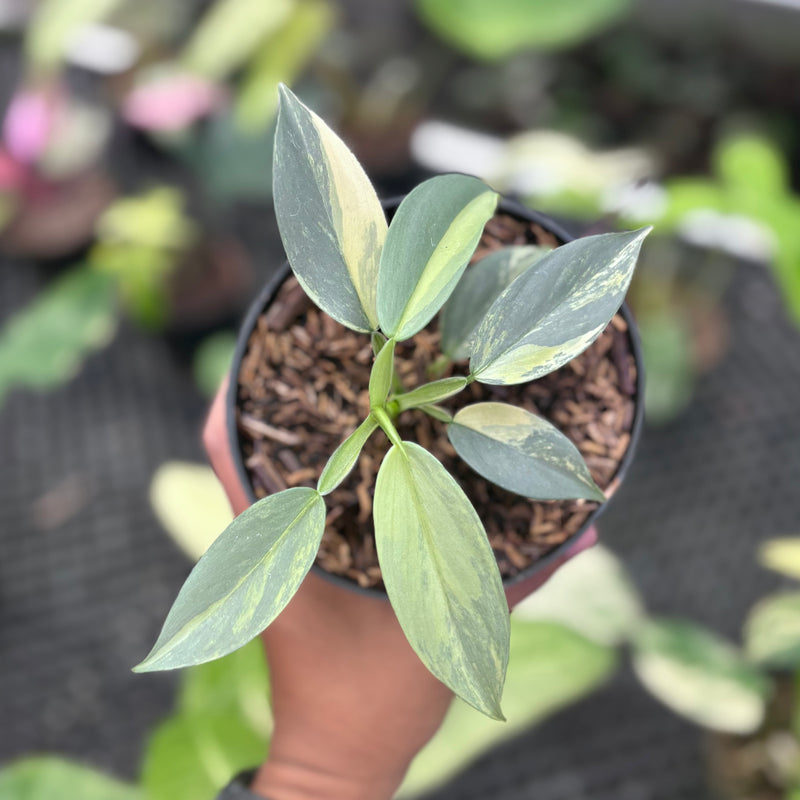 Philodendron hastatum silver sword variegated