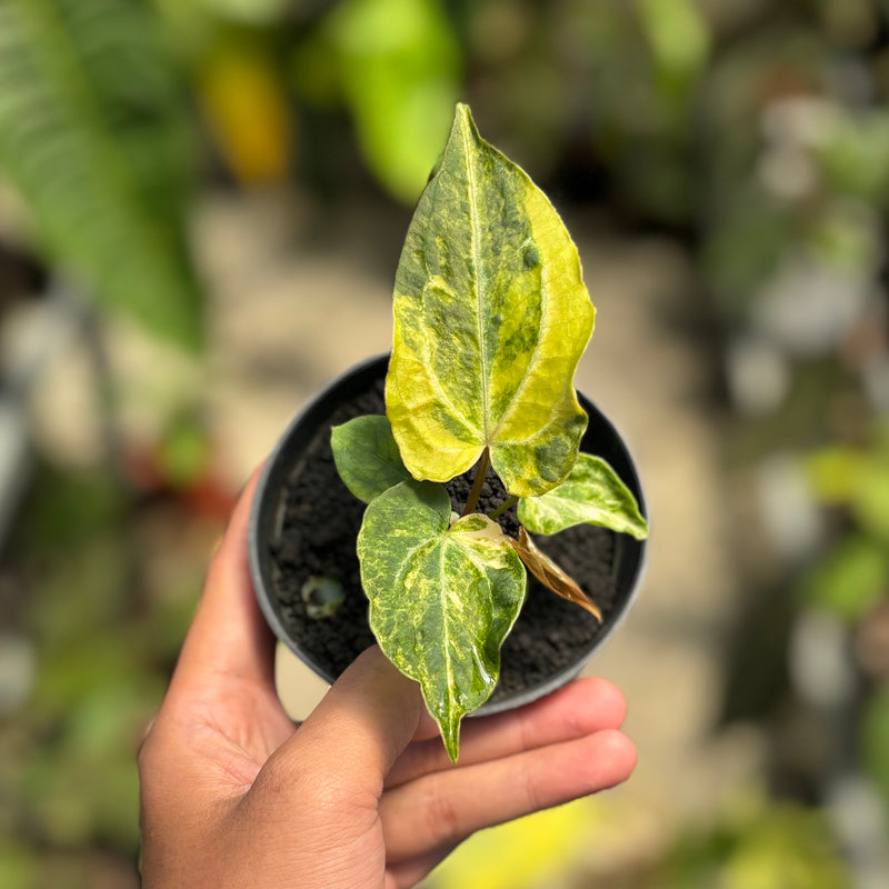 Anthurium forgetii variegated x Red spider