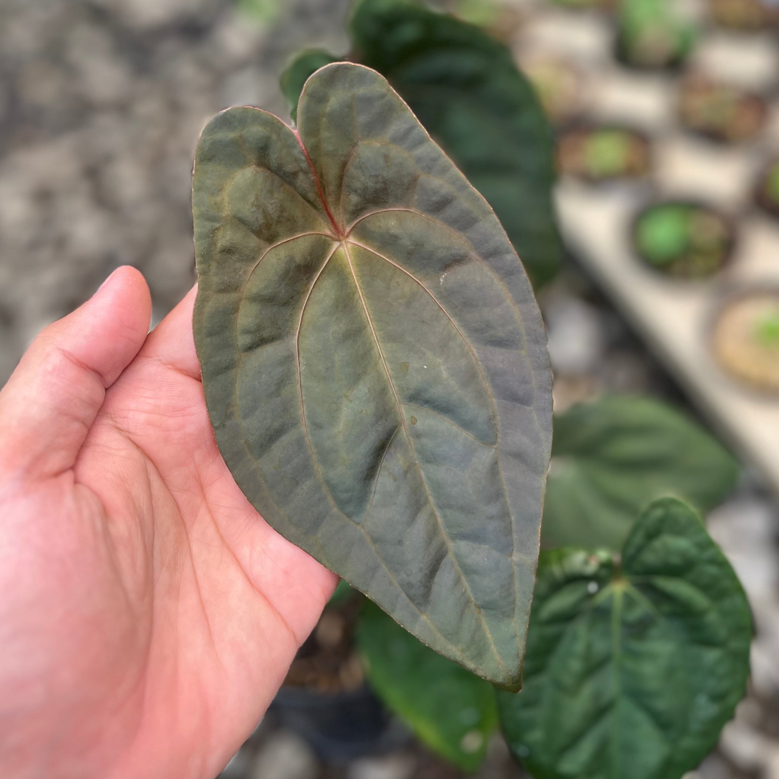 Anthurium RVDP x Black Muscle