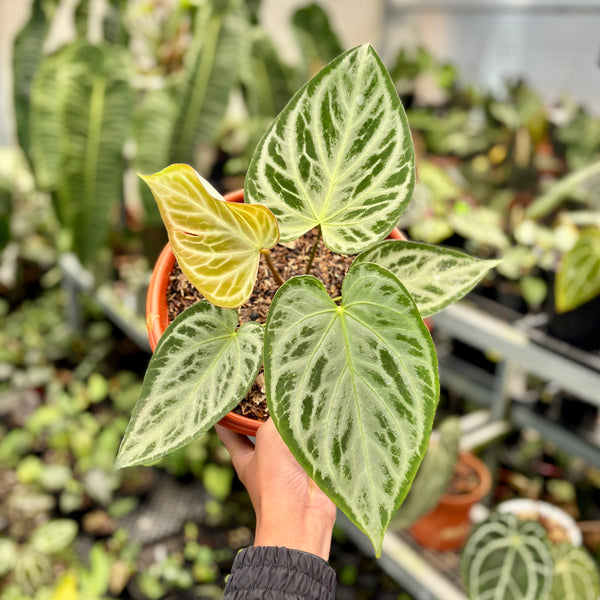 Anthurium silver butterfly - Mature size
