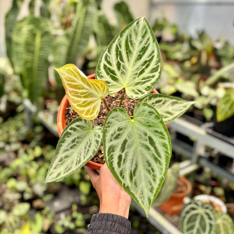 Anthurium silver butterfly - Mature size