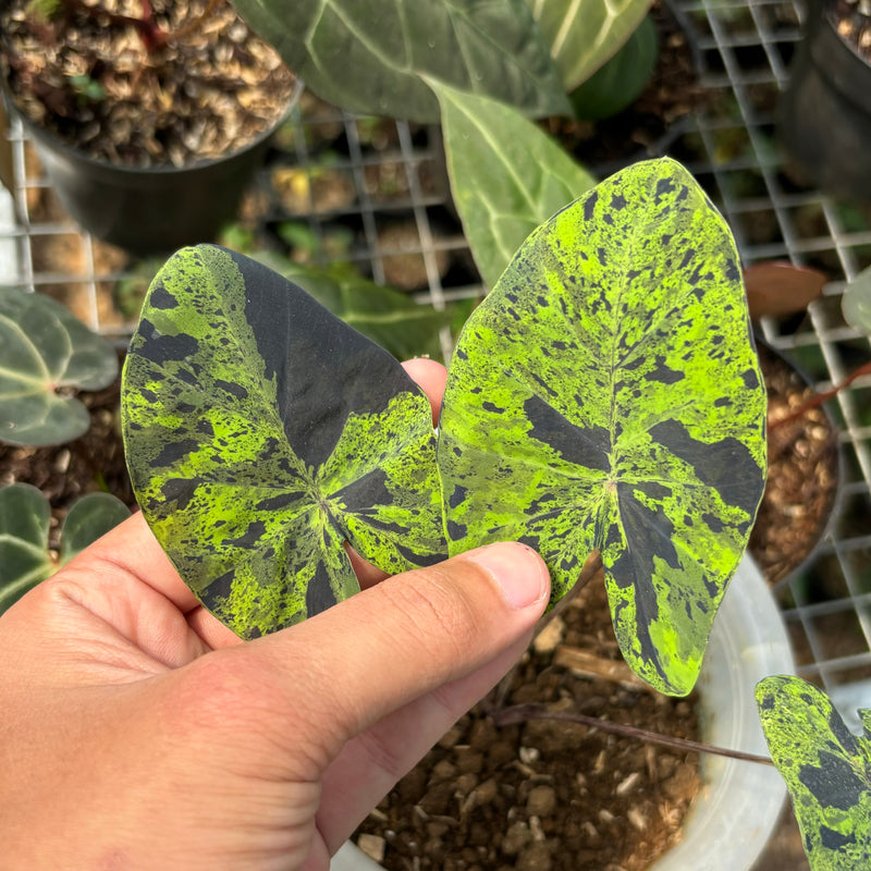 Colocasia esculenta midori sour