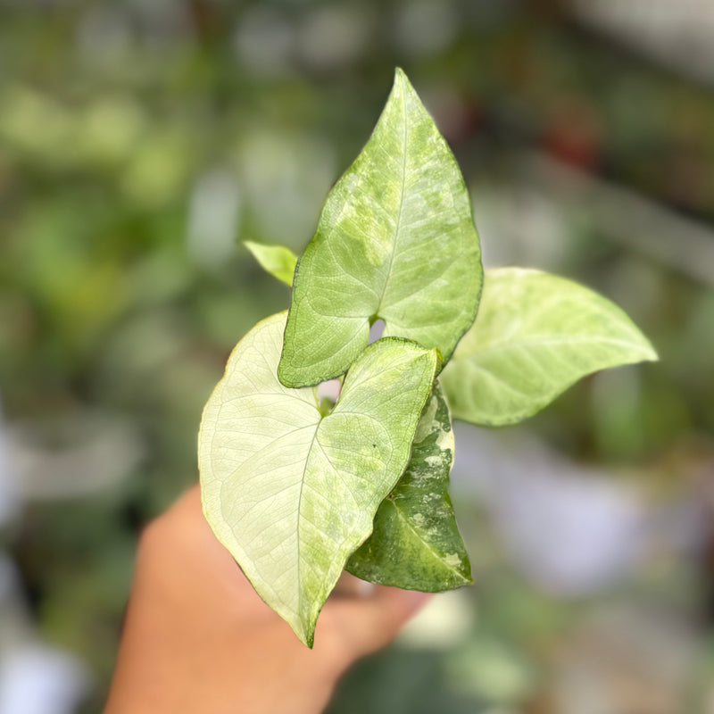 Syngonium white butterfly variegated