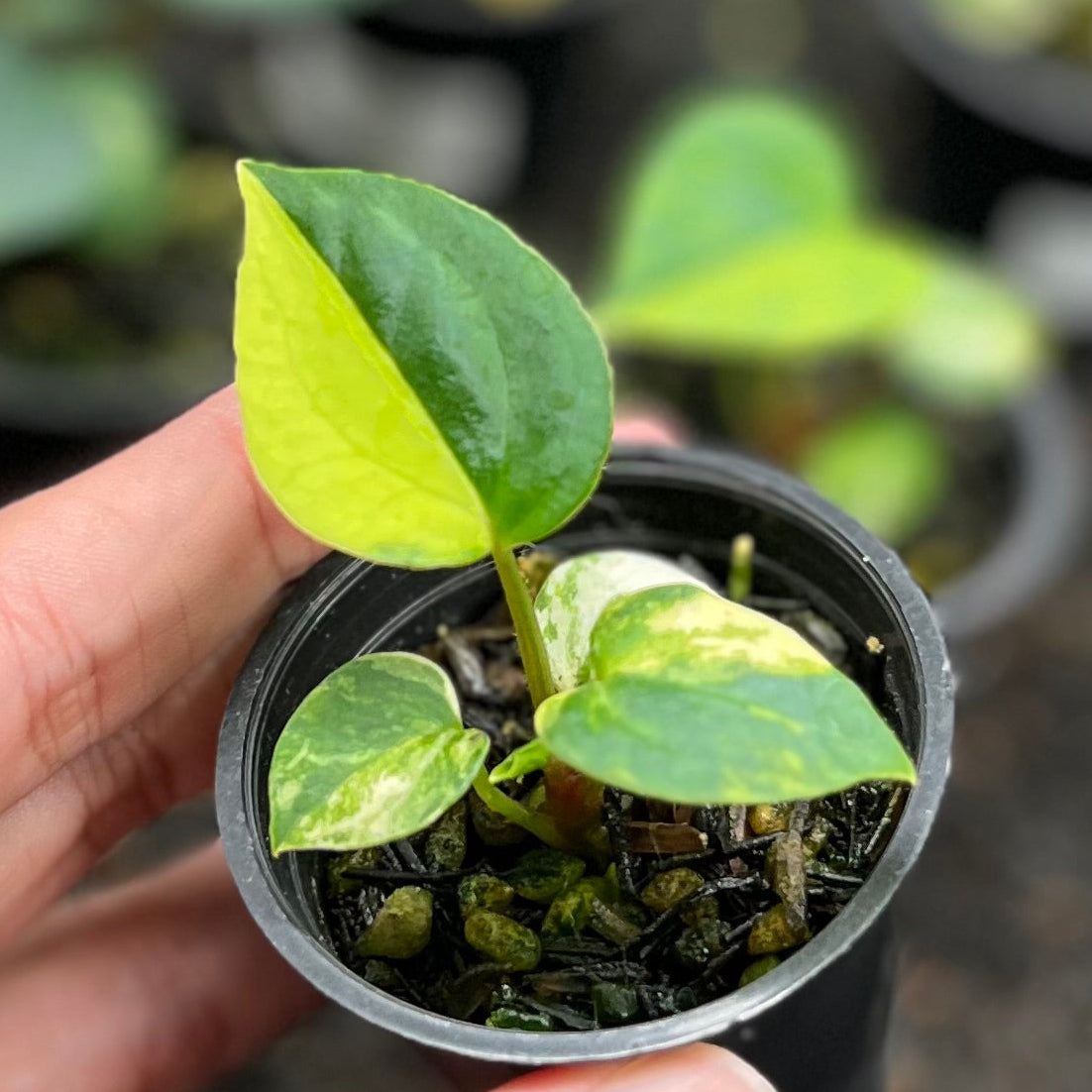 Rare Plants
