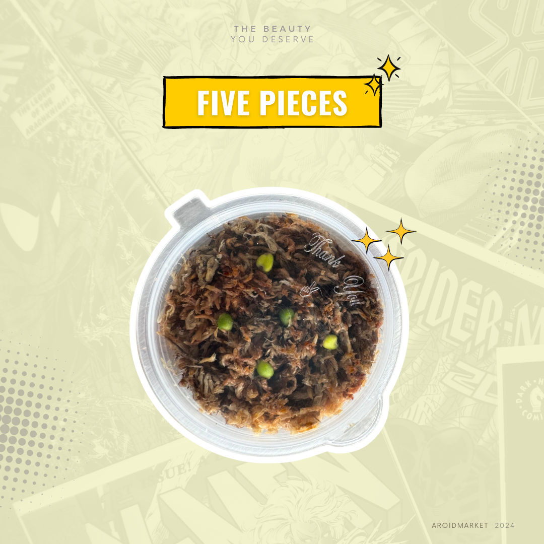 Anthurium papillilaminum hybrid variegated x Anthurium BVIT (seeds)