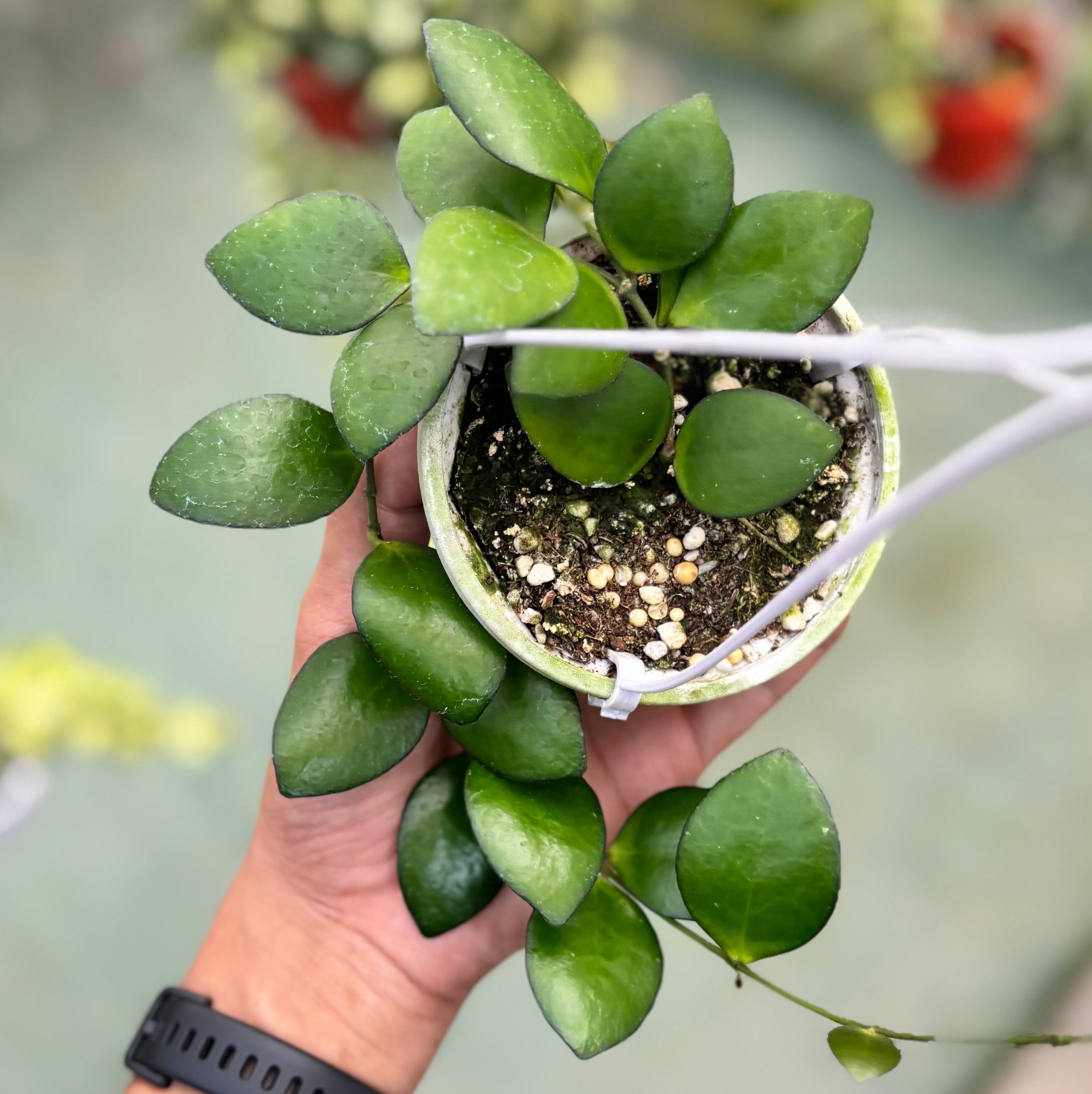 Hoya incurvula green