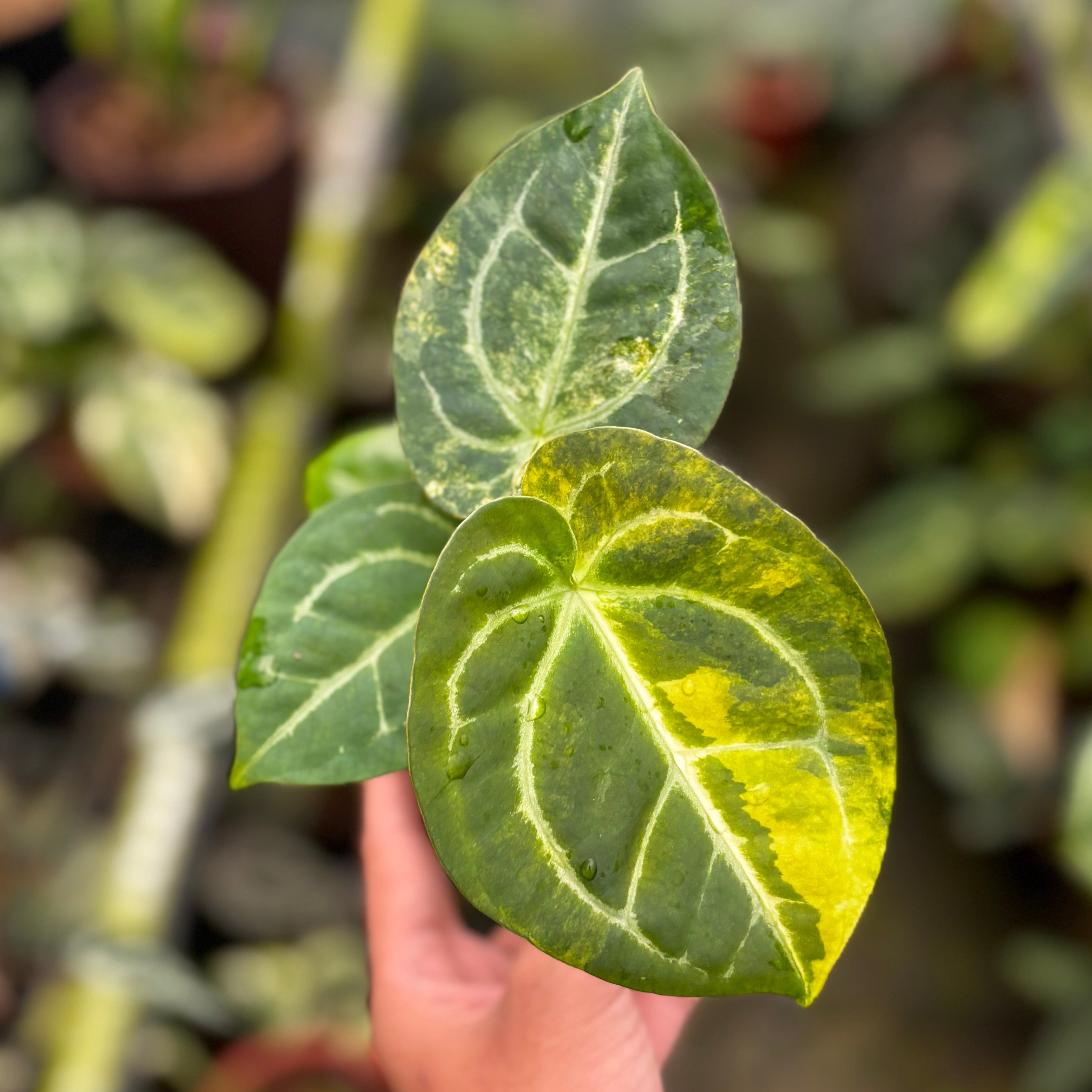 希少ハイブリッド！Anthurium ワロク x レガレ　ハイブリッド Anthurium hybrid