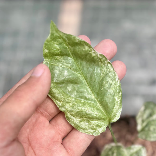 Amydrium medium silver variegated