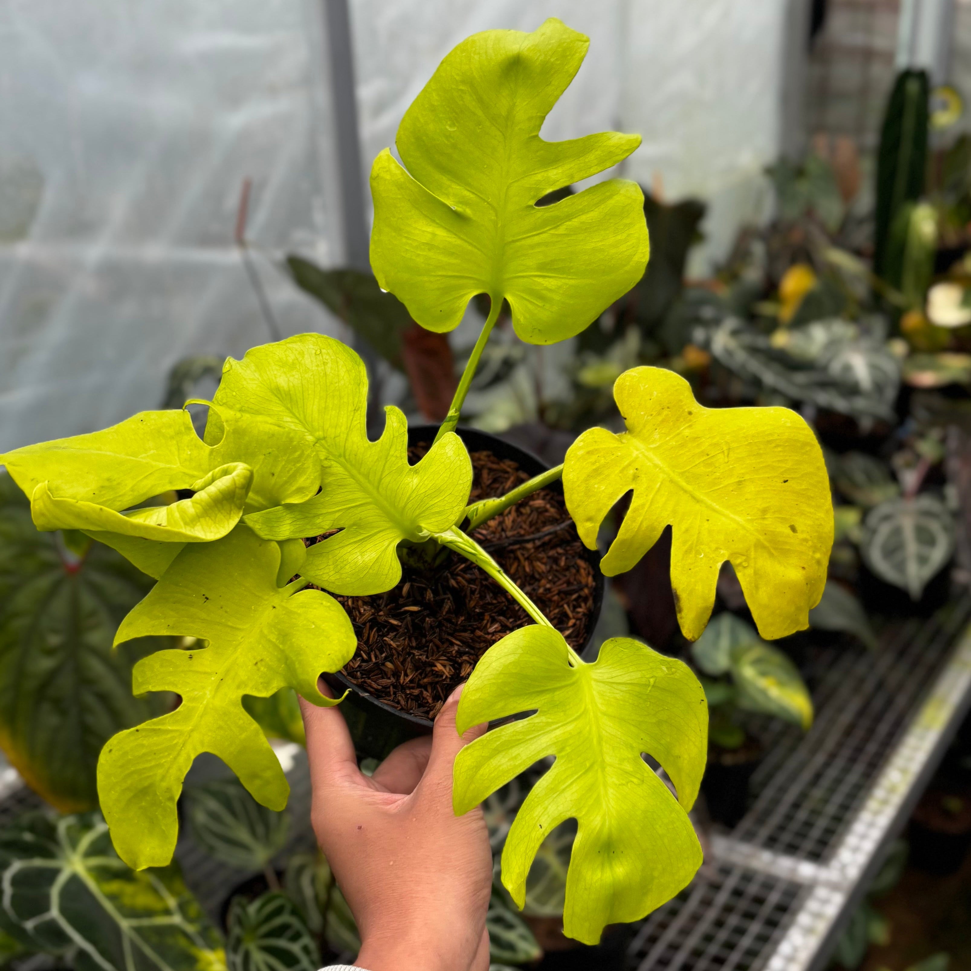 Monstera Lemon Lime