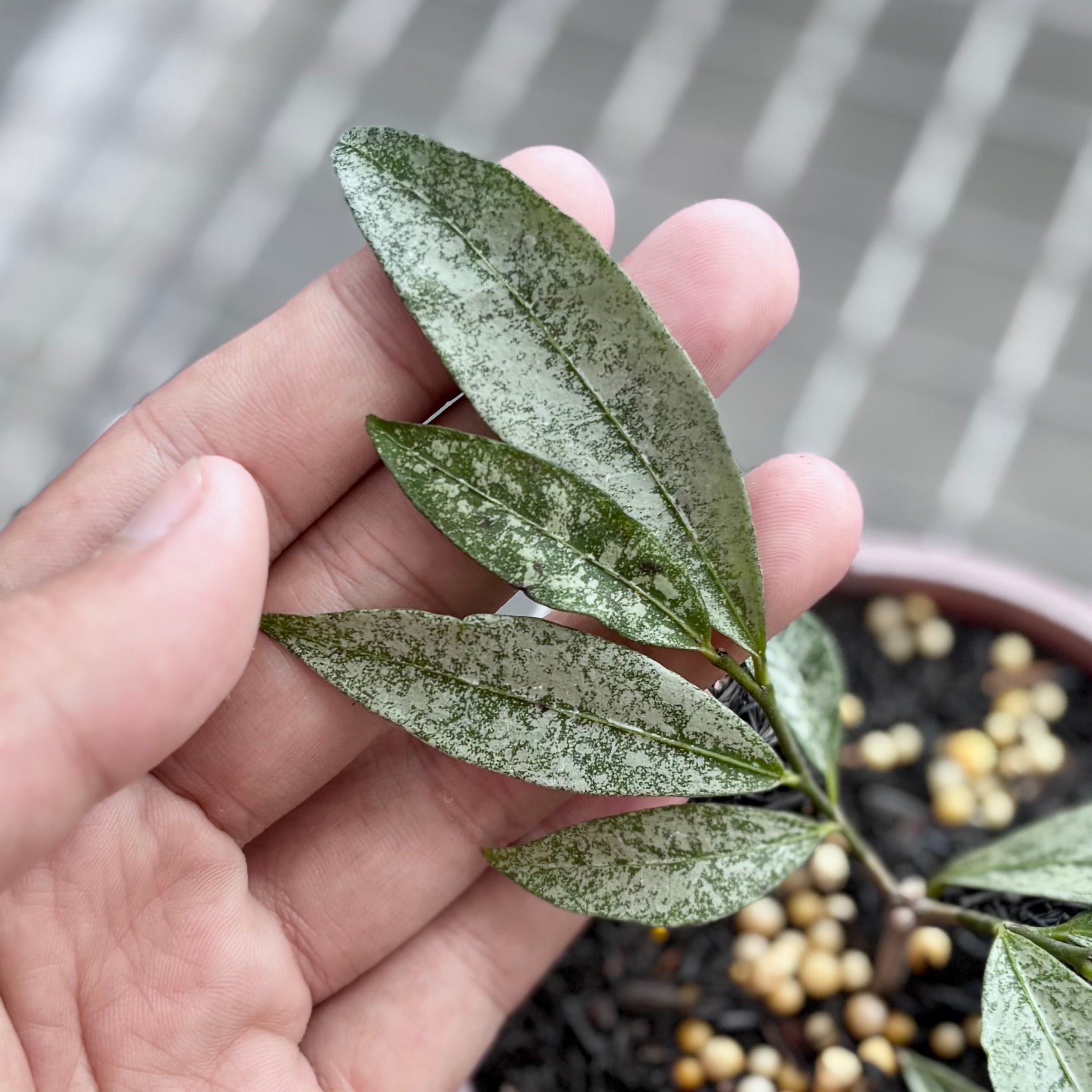 Hoya amicabilis silver