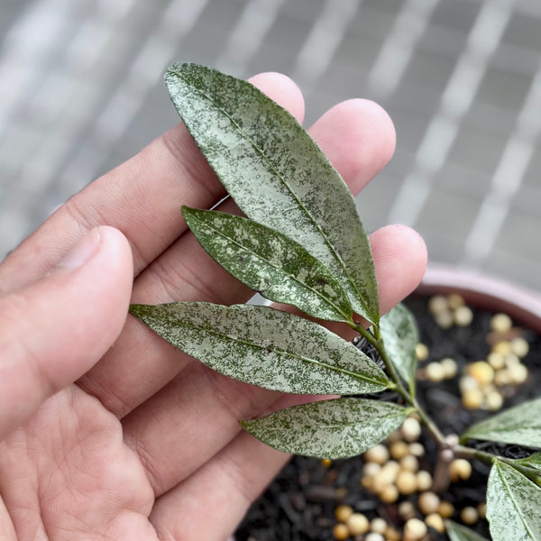 Hoya amicabilis silver