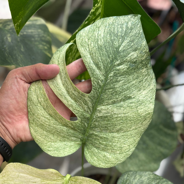 Monstera white mint
