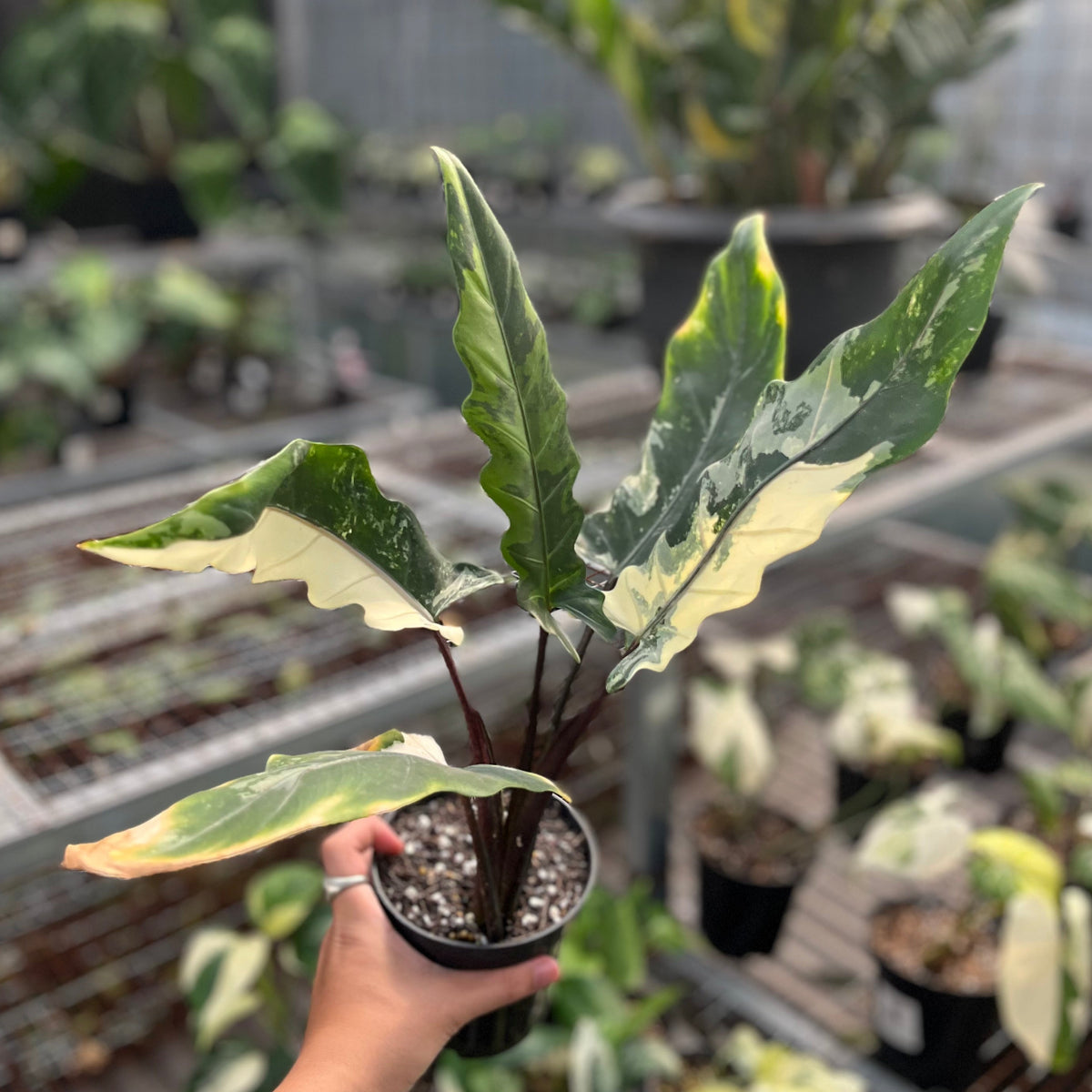 Alocasia lauterbachiana albo variegata