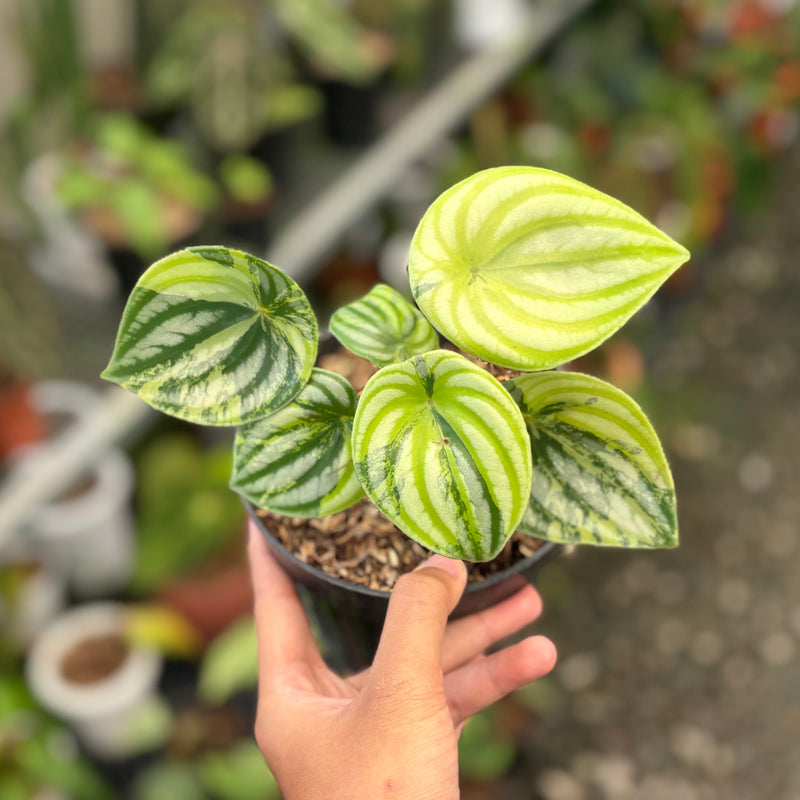 Peperomia watermelon variegated