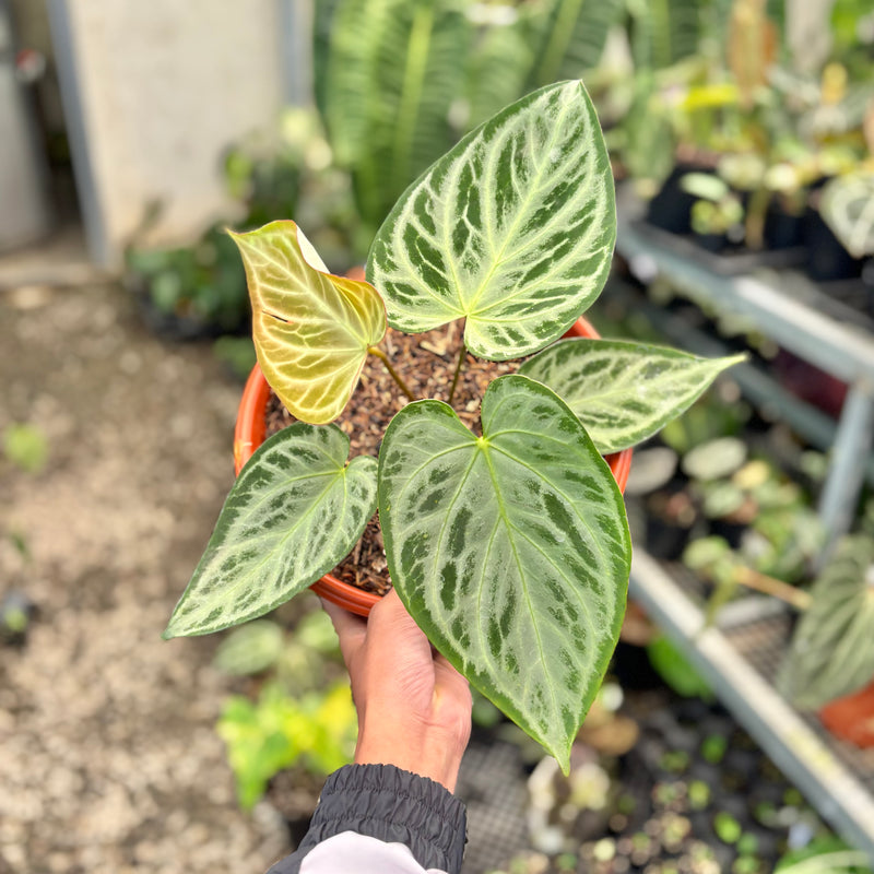 Anthurium silver butterfly - Mature size