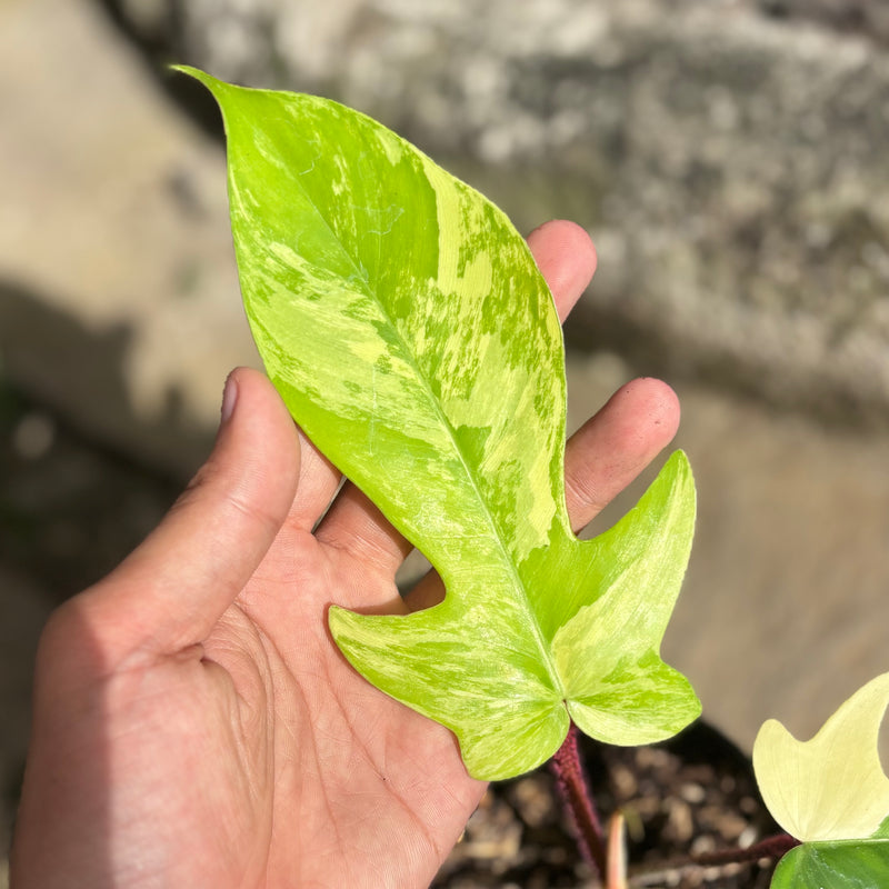 Philodendron florida beauty x squamiferum