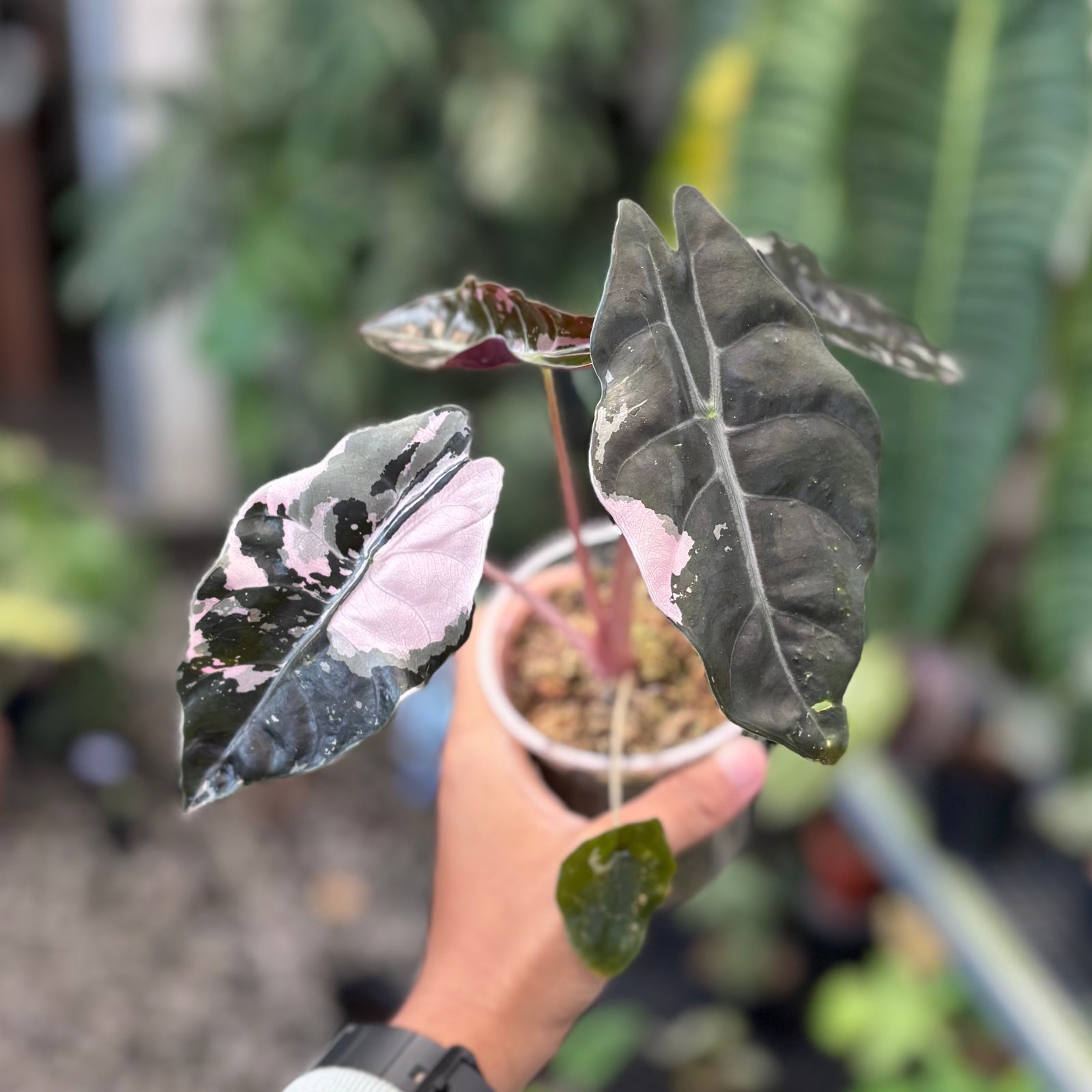 Alocasia chantrieri pink variegated – Aroid Market