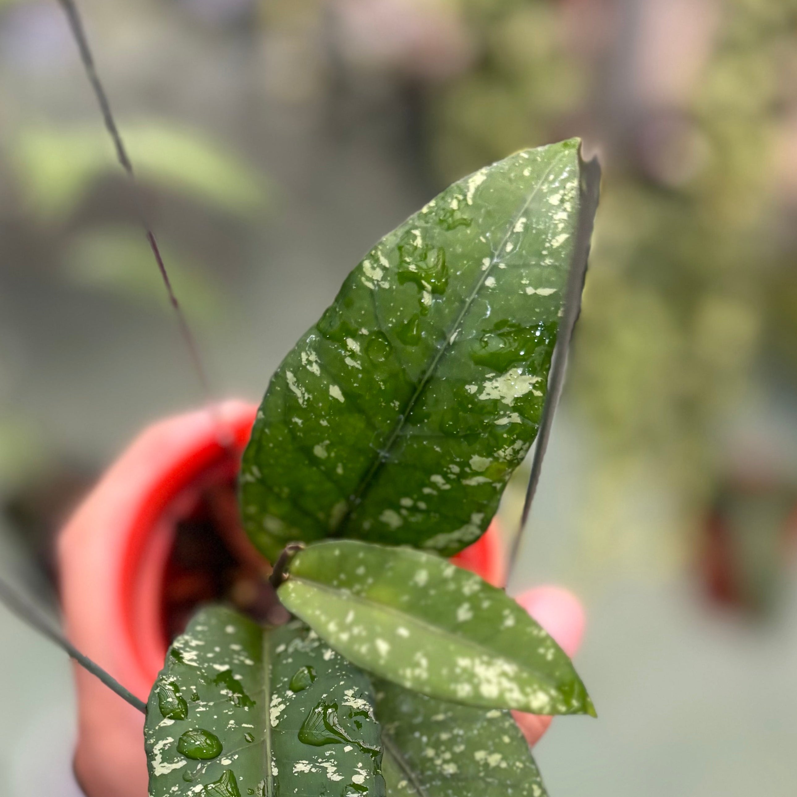 Hoya sp aceh putri betung