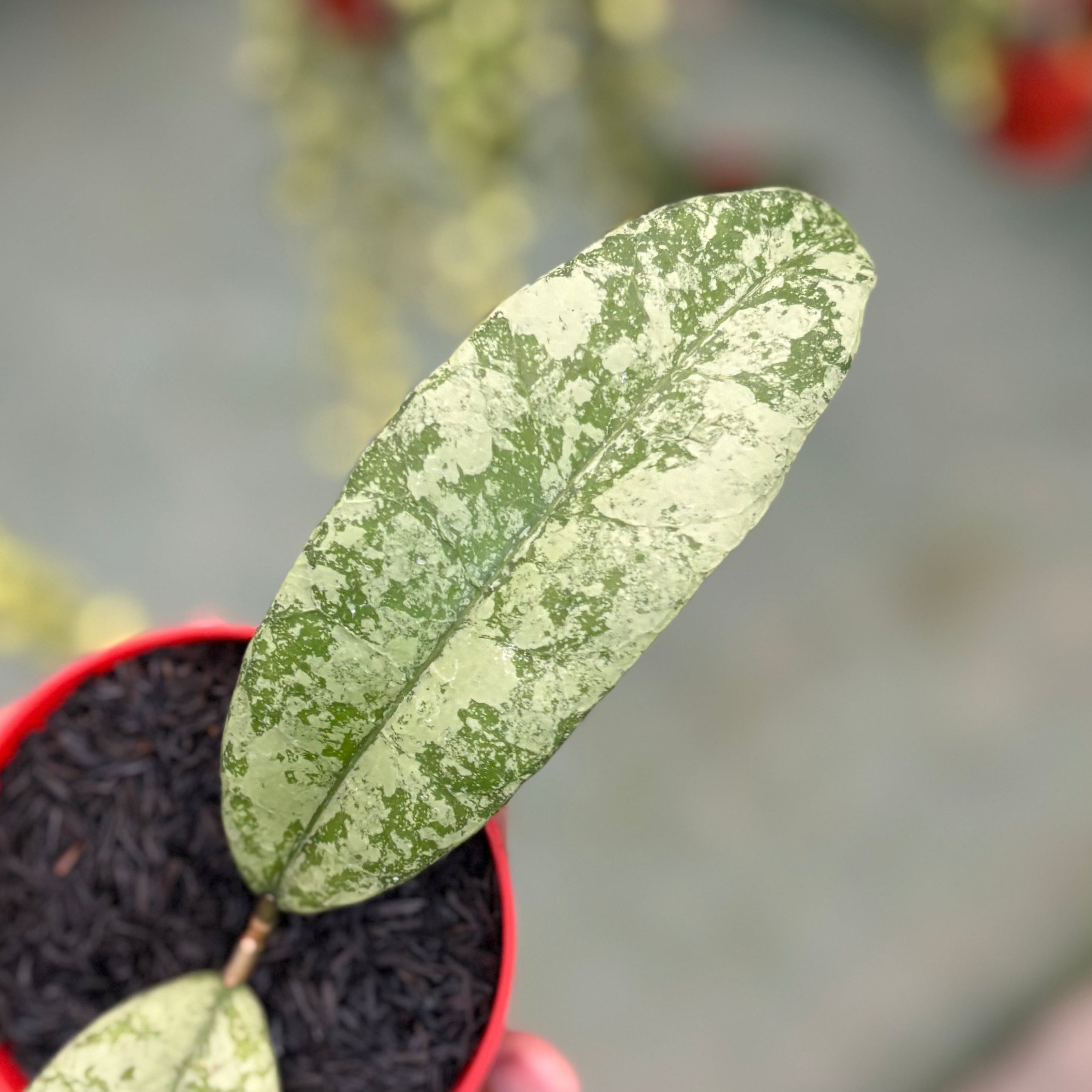 Hoya aff lambii silver big leaf