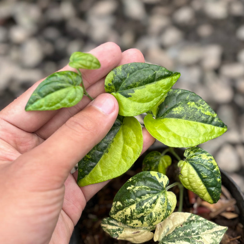 Piper aurea variegated