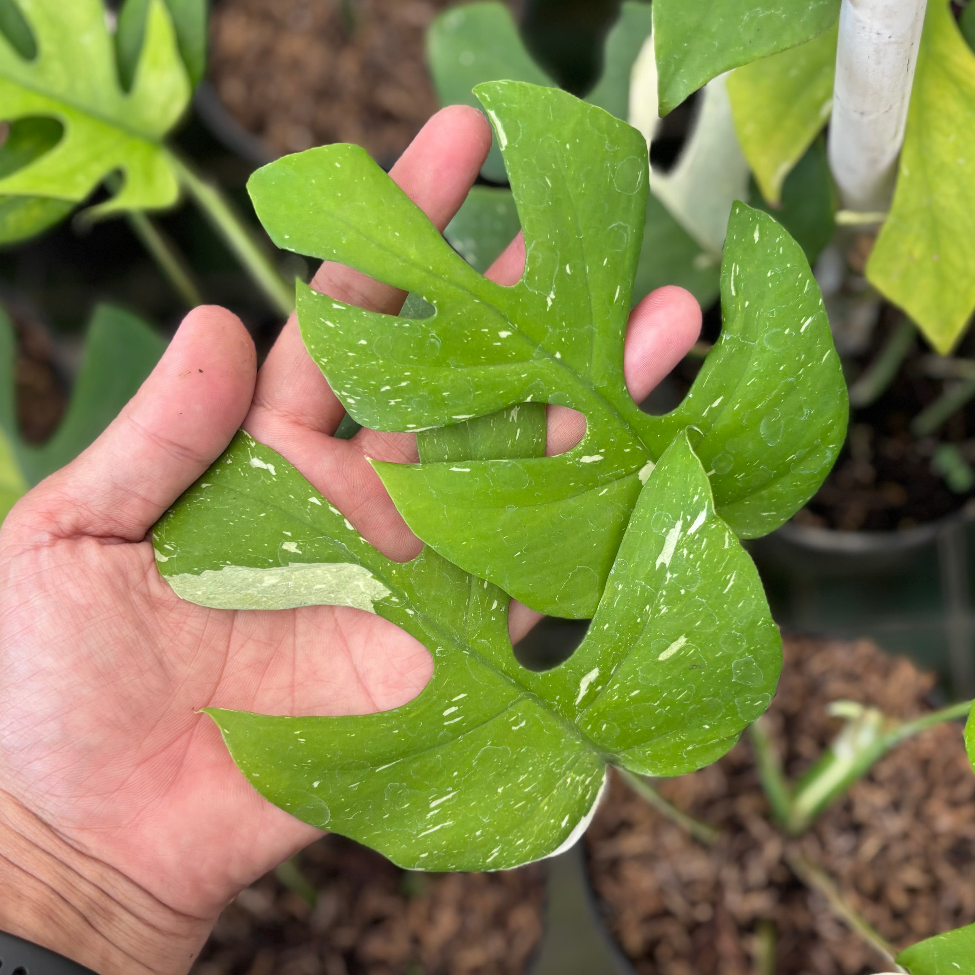Rhaphidophora tetrasperma thai constellation