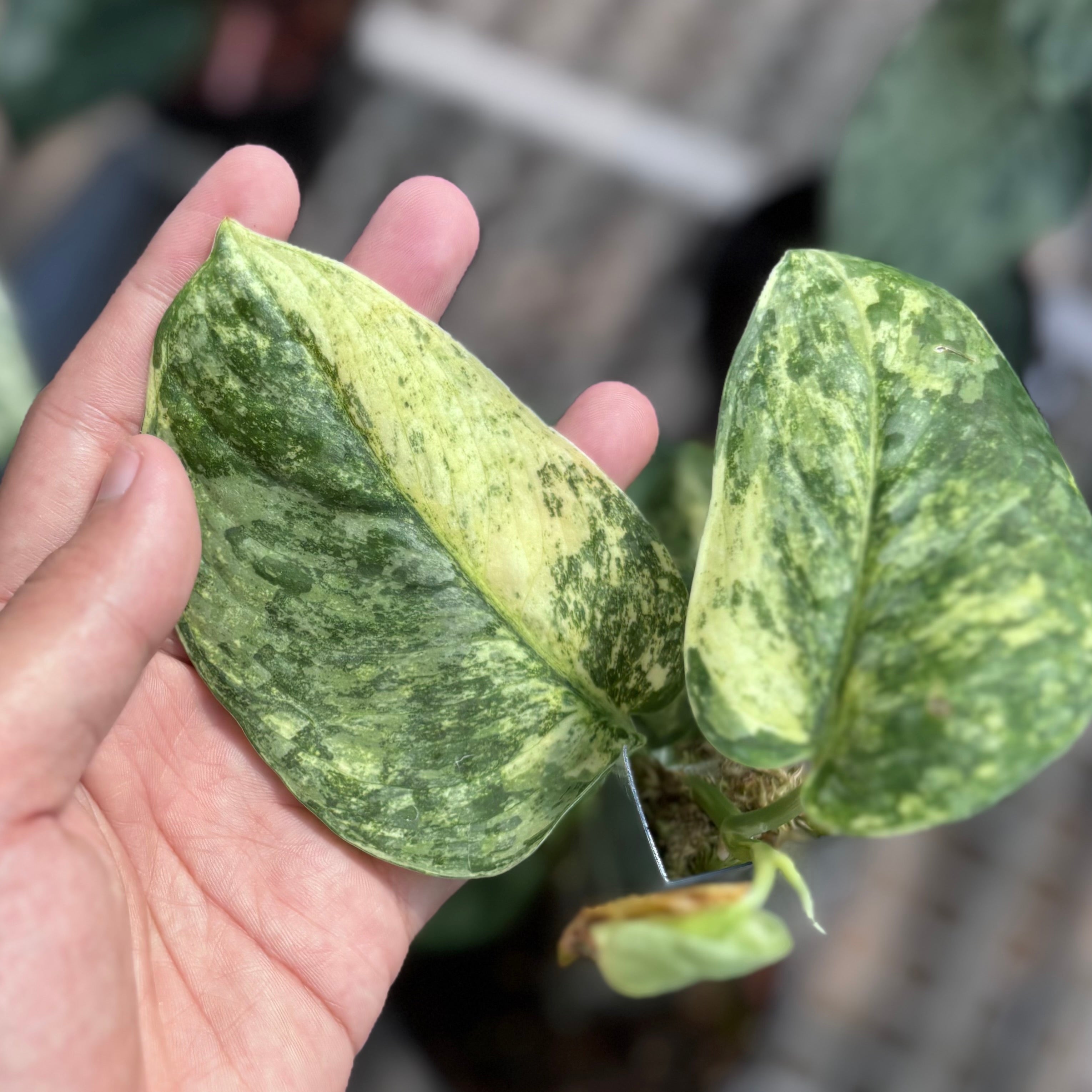 Scindapsus silver cloud - vining