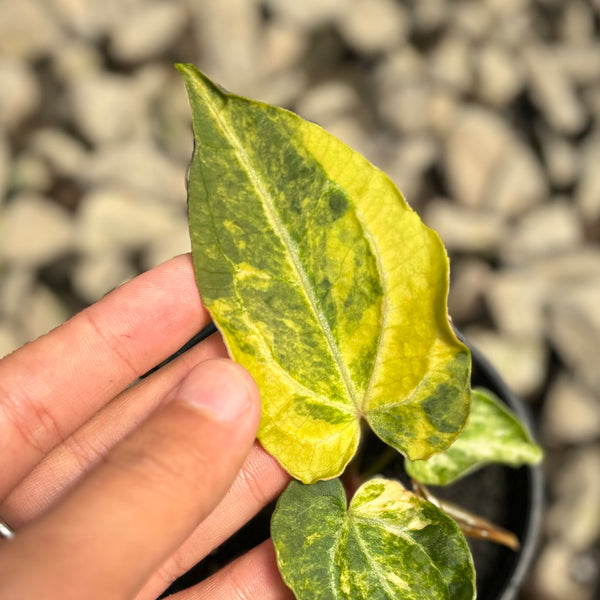 Anthurium forgetii variegated x Red spider