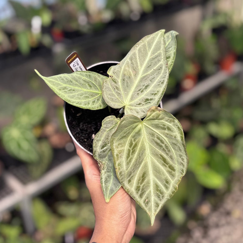 Anthurium silver chrome - full silver