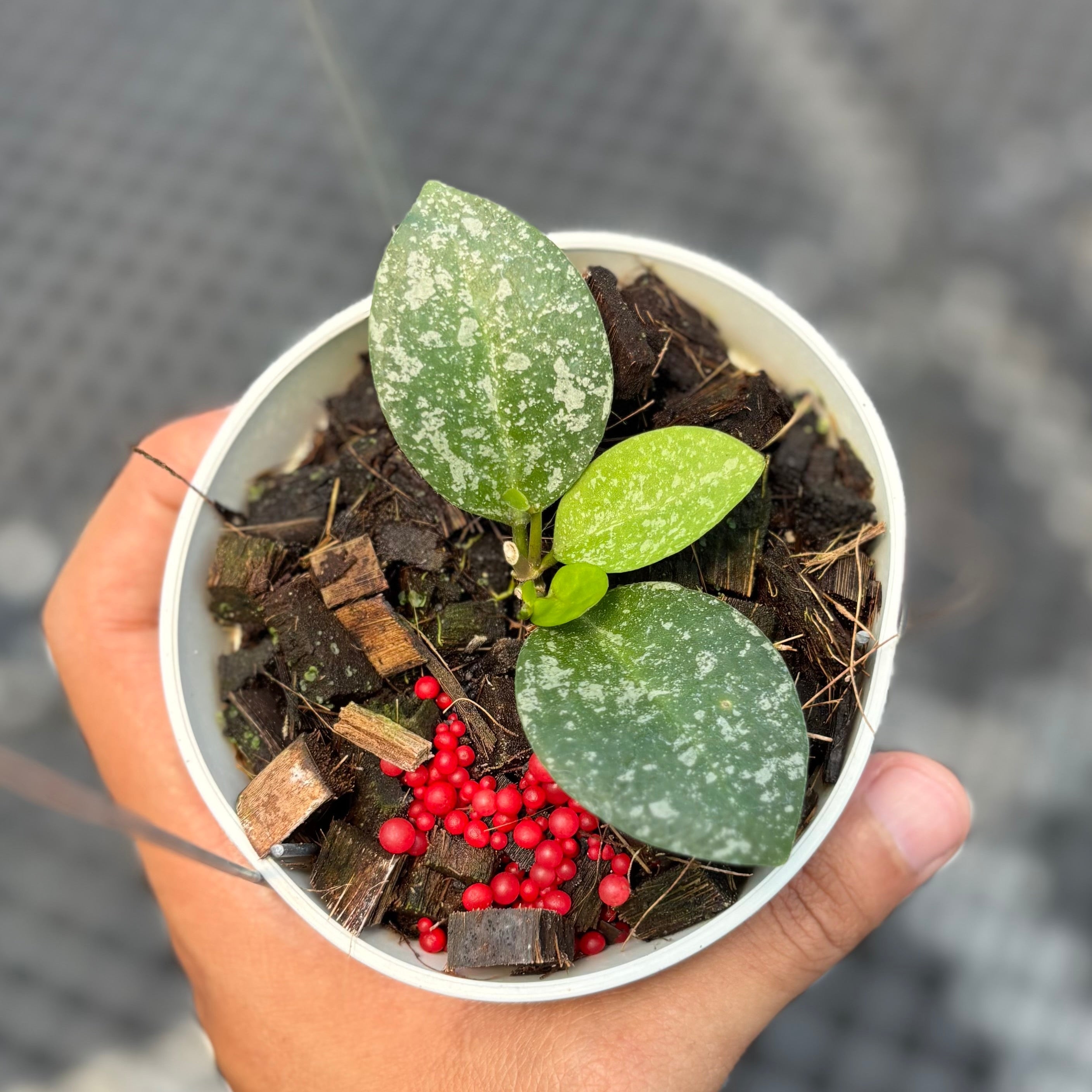 Hoya elliptica x imbricata