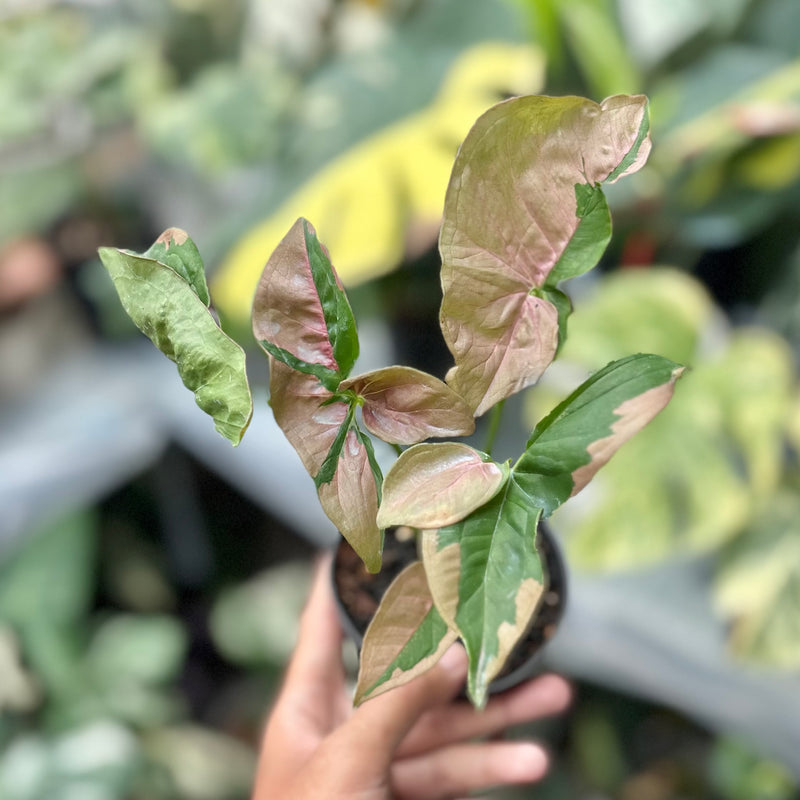 Syngonium pink lava
