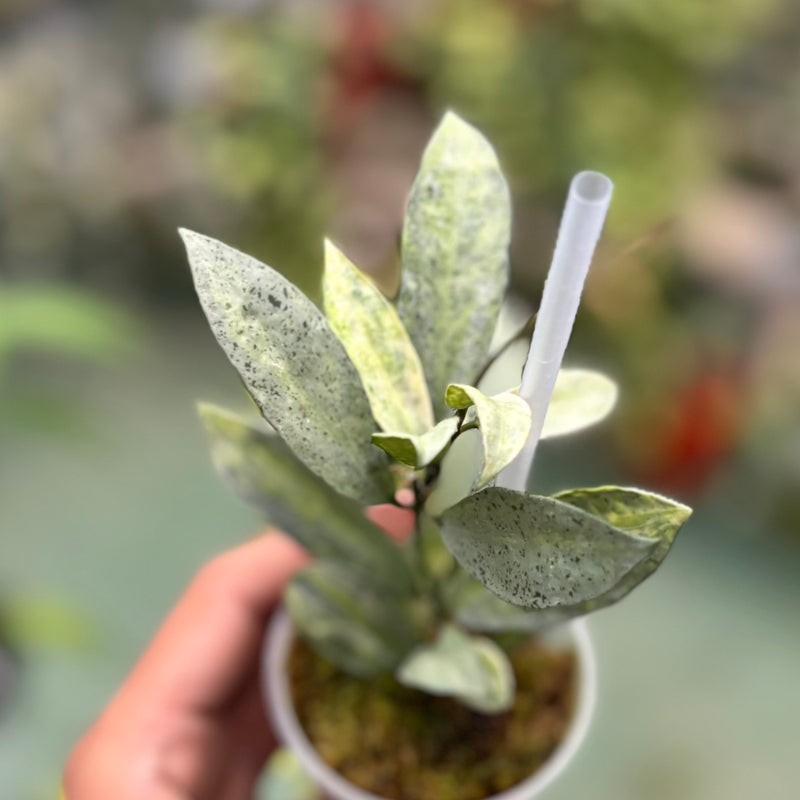 Hoya lacunosa winter pandora