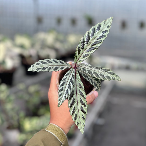 Leea zippeliana silver – Aroid Market